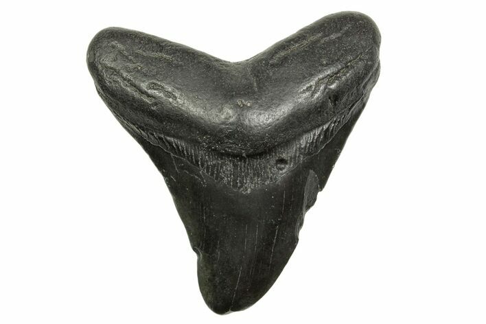 Bargain, Fossil Megalodon Tooth - South Carolina #368377
